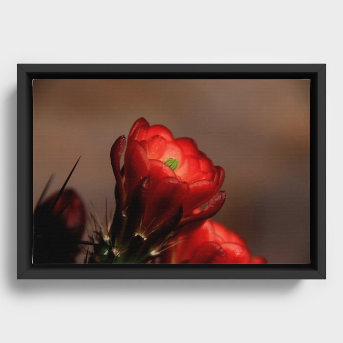 The Desert Rose... Framed Canvas