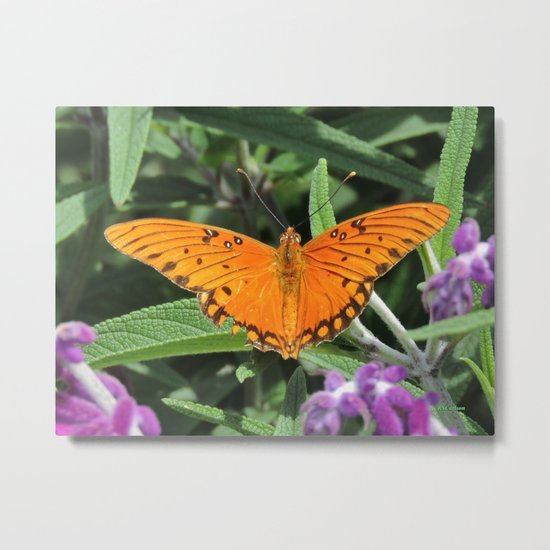 A Gulf Fritillary Shows Wear and Tear Metal Print