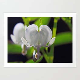 White Bleeding Heart Art Print | Nature, Digital, Photo 
