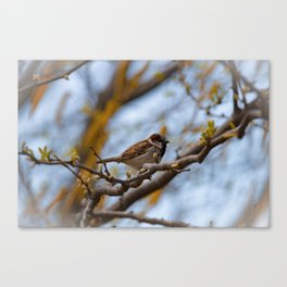 House Sparrow Canvas Print