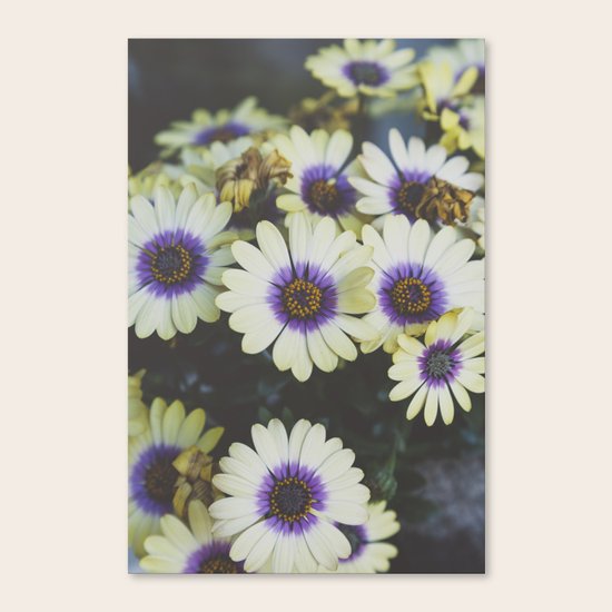 African Daisy Canvas Print