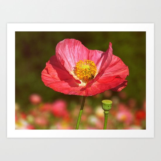 Poppy Buzz Red Poppy flower with honey bee botanical nature print Art Print