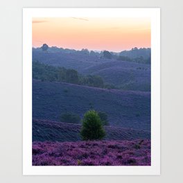 Purple flowers | Dutch heather | Nature and sunrise Art Print