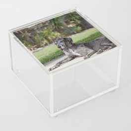 Great Dane Acrylic Box