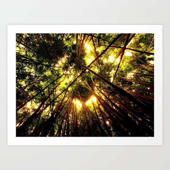 Bamboo Forest Art Print