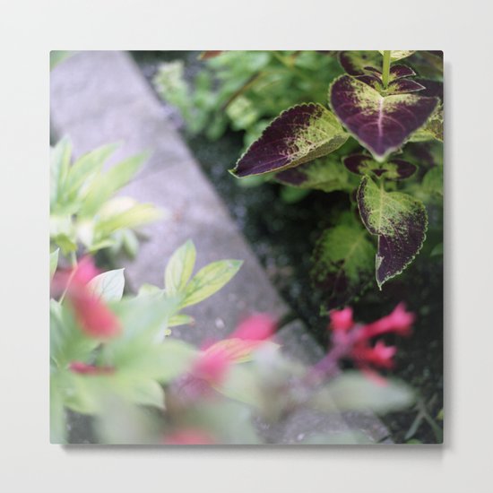 Coleus Metal Print