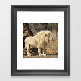 South Africa Photography - Beautiful Lion Standing By Some Timber Framed Art Print