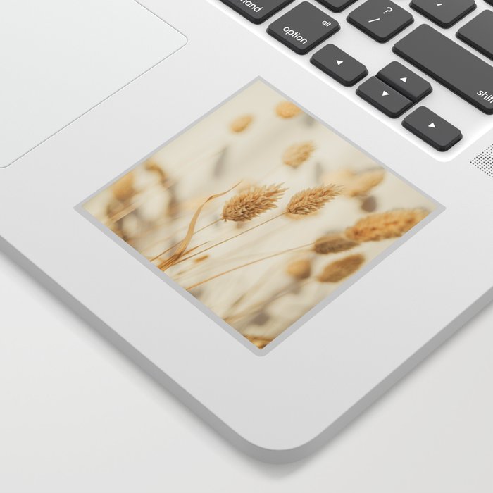 Phalaris Grass - Dries Grass in Beige and White - Soft Neutral Photography - Delicate and Bright Sticker