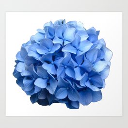 Nantucket Blue Hydrangea Flower Art Print