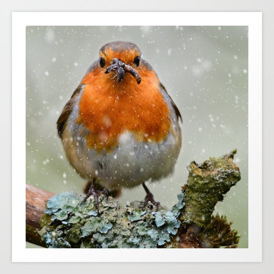 Chubby Winter Robin Art Print