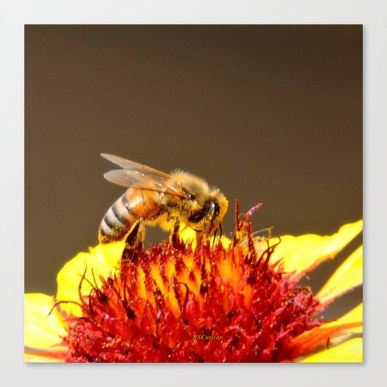 Pollenator at Work Canvas Print
