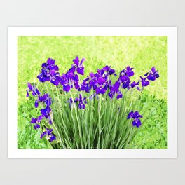 Field of Irises Art Print