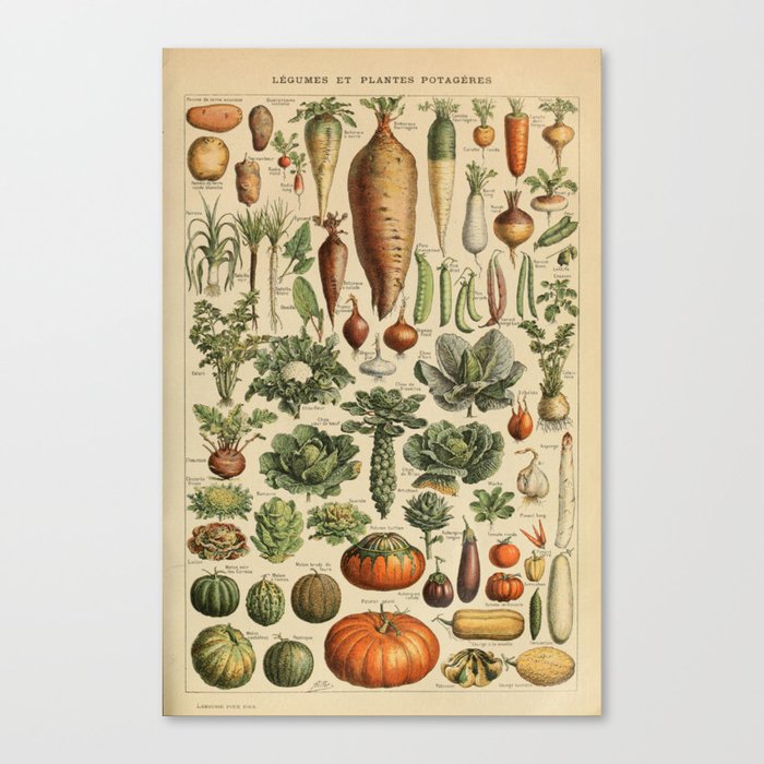 Adolphe Millot - Vegetables - French vintage poster Canvas Print