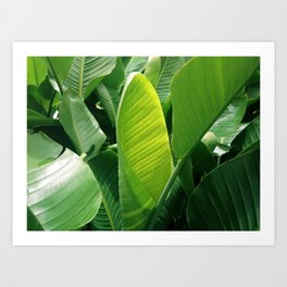 Palm leaves Art Print | Nature, Photo 