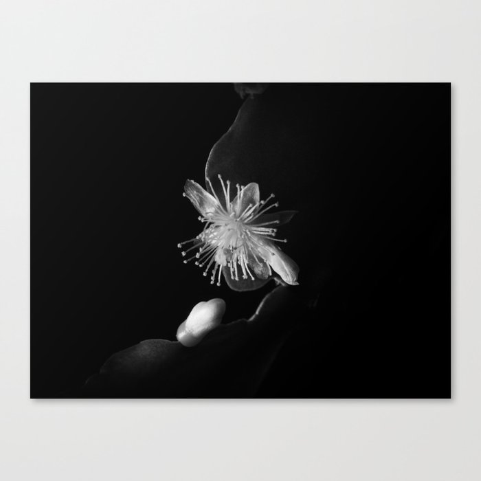 Minimalistic Black and white photography of a cactus flower Canvas Print