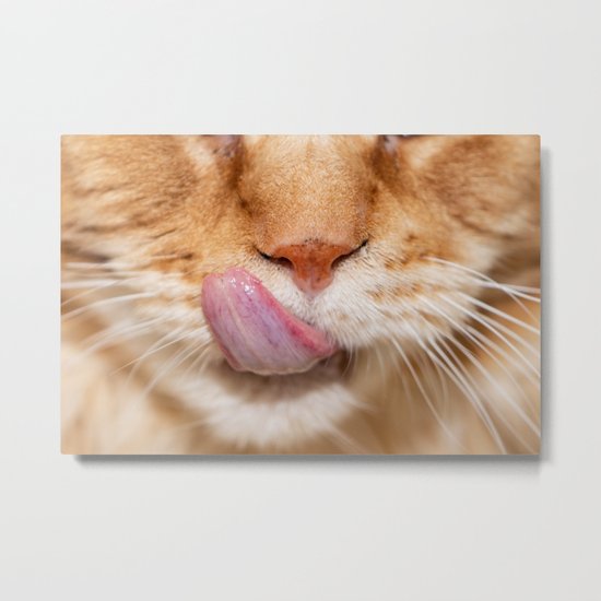 Detail of the muzzle of a Maine Coon cat sticking its ...
