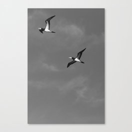 Seagulls in Black and White Canvas Print