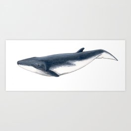 Baby Whale Art Prints For Any Decor Style Society6