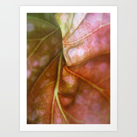 Begonia 976 Art Print