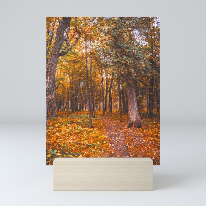 Forest and Fall Colors | Nature Photography  Mini Art Print