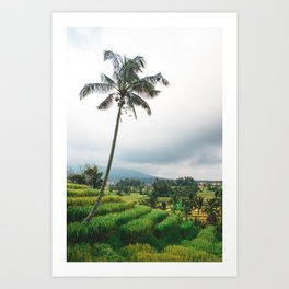 Lone Palm Tree | Nature Landscape Photography of Bali Indonesia Rice Field Terraces Art Print