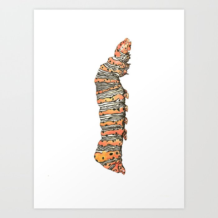 Beautiful Wood-nymph Caterpillar Art Print