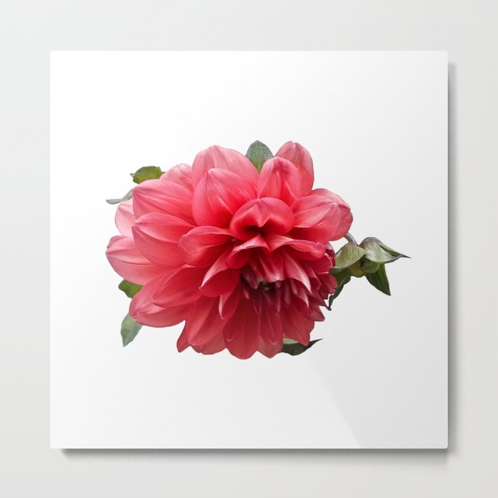 Romantic Red Dahlia single flower Metal Print