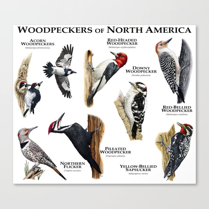 Woodpeckers of North America Canvas Print Canvas Print