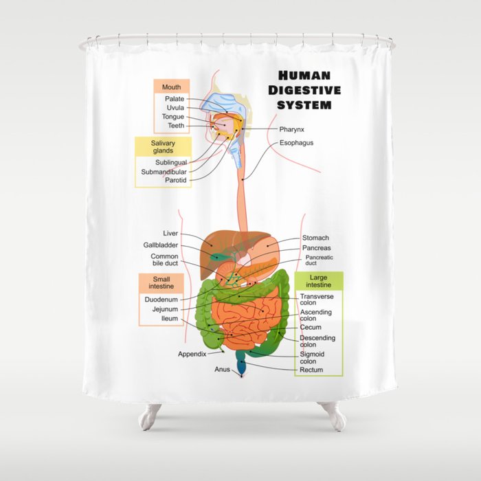 Diagram of the Human Digestive System Shower Curtain