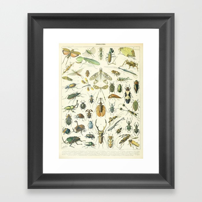 Vintage Insects Poster - Adolphe Millot Framed Art Print