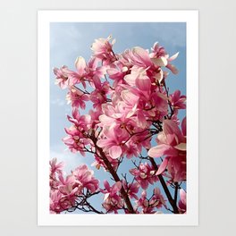 Pink Magnolia in the Spring Art Print
