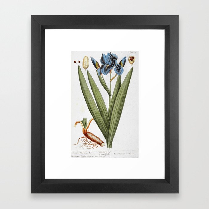 Iris by Elizabeth Blackwell from "A Curious Herbal," 1737 (print benefiting The Nature Conservancy) Framed Art Print