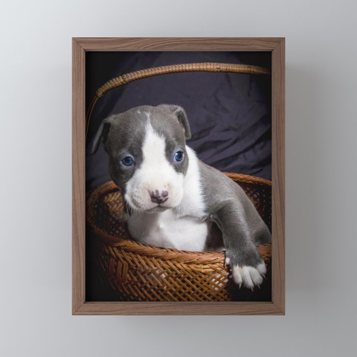 Pitbull puppies in a box outlet