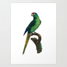 Vintage Red Fronted Parakeet Bird Illustration Art Print