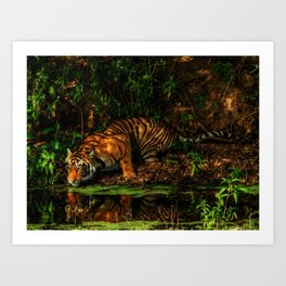 The Royal Bengal Tiger ( Art Print
