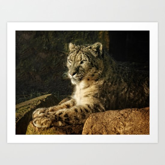 Endangered Snow Leopard Art Print