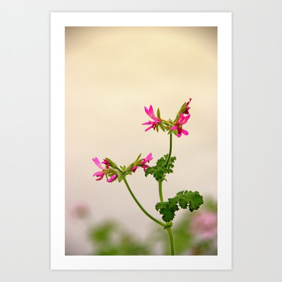 Geraniums (Pelargonium) #5 Art Print