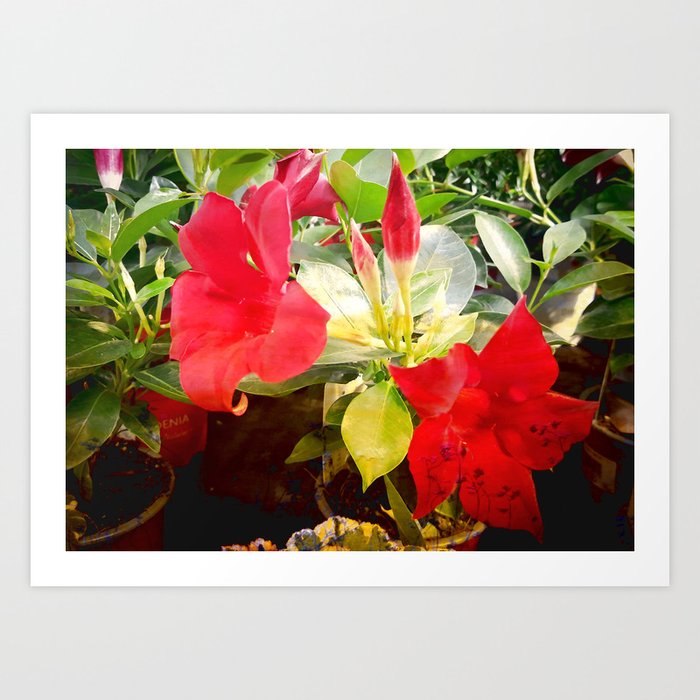 Red Rhododendron Azalea blossoms in pot botanic flower market photography Art Print