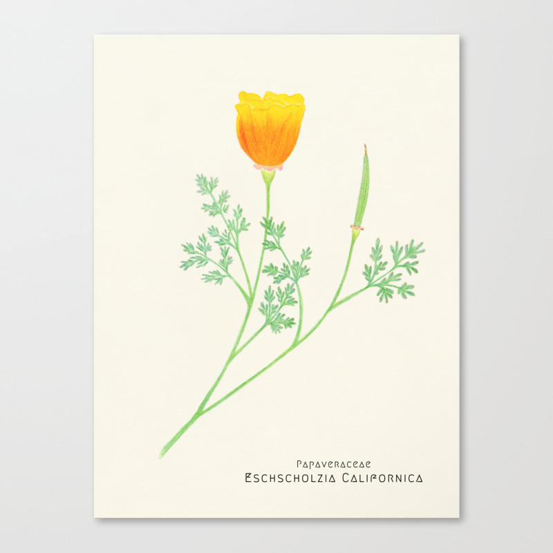 Botanical Sketches 6 California Poppy Canvas Print By Agnestanuki