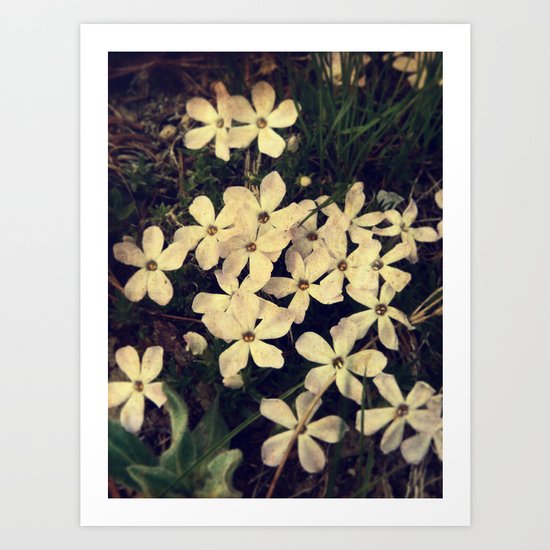 Phlox Art Print