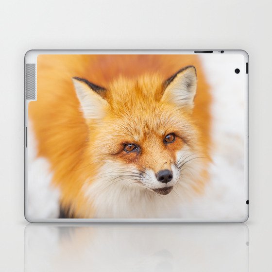Japanese red fox resting, sleeping and playing in the white snow forest background in Japan Laptop & iPad Skin