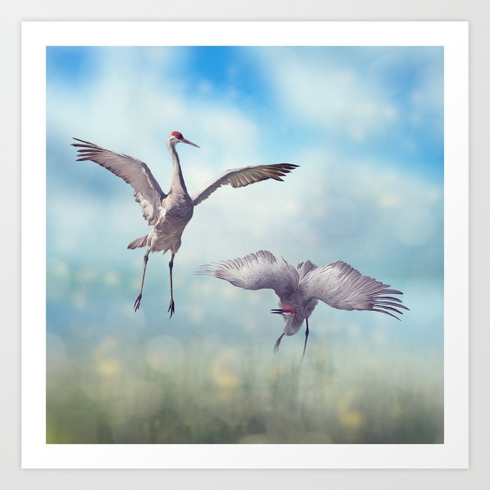 Pair Of Sandhill Cranes Dance In The Florida Wetlands Art Print By Svetlanna Society6