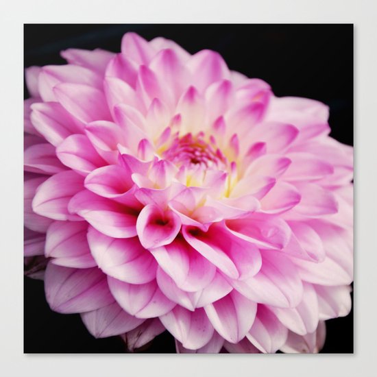 Close up pink dahlia Canvas Print