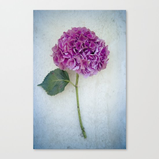 One Hydrangea II Canvas Print