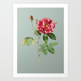 Vintage Blooming French Rose Botanical Illustration on Mint Green Art Print