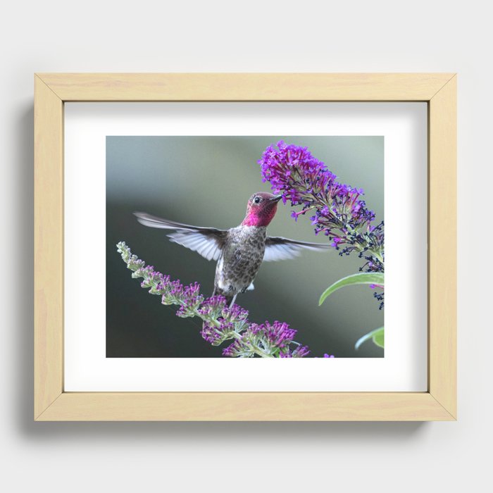 Male Anna'a Hummingbird on Butterfly Bush Recessed Framed Print
