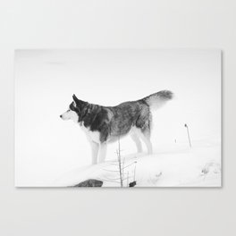 Siberian Husky in Snow - Black & White  Canvas Print