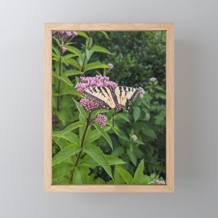 Eastern Tiger Swallowtail Framed Mini Art Print