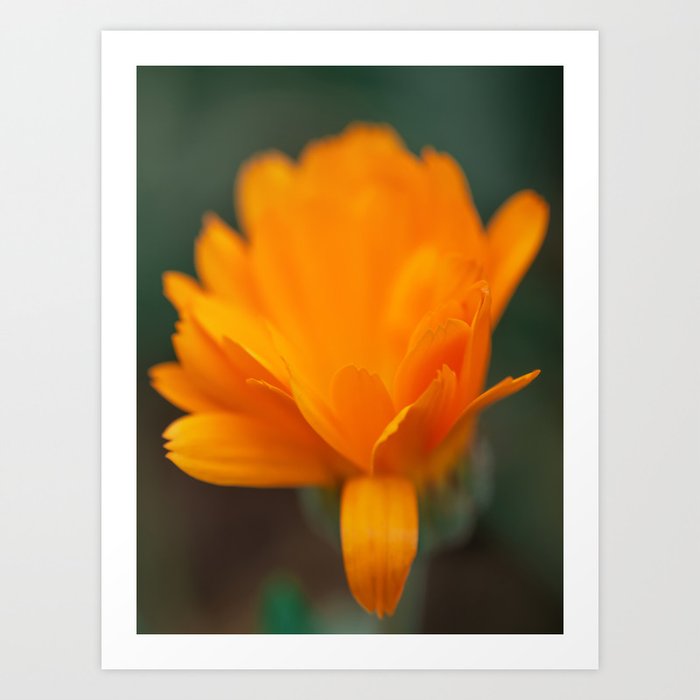 Marigold - Nature Photography Art Print