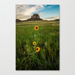 Sunflowers on the Western Prairie - Flowers and Landscape Near Scottsbluff Nebraska Canvas Print